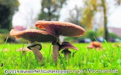 Ab in die Pilze