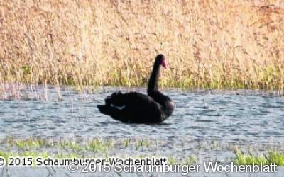 Irrgast im Naturschutzgebiet