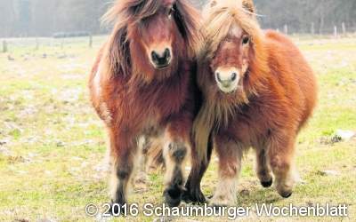Ponyzüchter sorgen für Unterhaltung