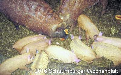 Borstenvieh-Nachwuchs in flauschigem Pullover