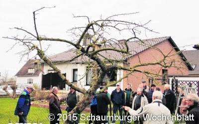 Informativer Obstbaumschnitt