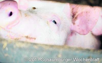 Lokales Denken, entspannte Schweine, gutes Fleisch Hof Gottschalk in Kirchhorsten kooperiert mit nahegelegenen Betrieben für eine gesunde Aufzucht