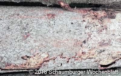 Borkenkäferbefall ist der Grund für viele Fällungen