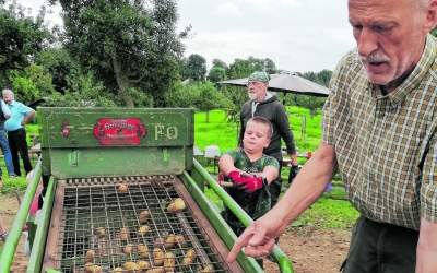 Kinder buddeln nach Kartoffeln