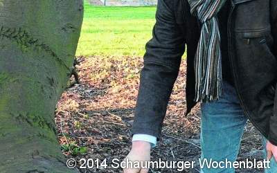 Winzling bedroht Riesenbaum