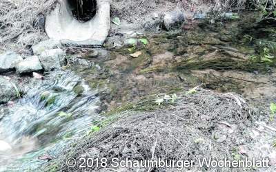 Wasserpflanzen verstopfen die Durchlässe des Haster Baches