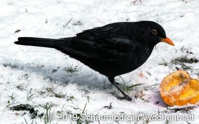 Ein großes Danke an die vielen fleißigen Vogelzähler
