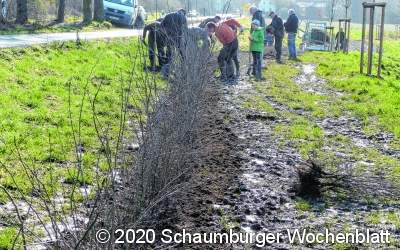 Weißdorn soll künftig die Hunde abschrecken