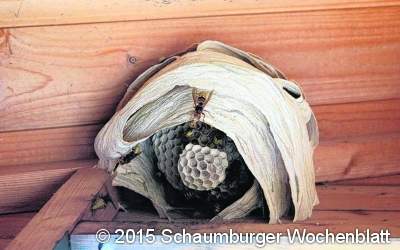 Naturschutzbehörde sucht Wespenberater