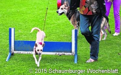 Viel Spaß für Mensch und Hund