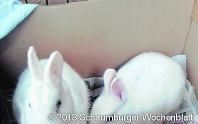 Kaninchen besonders makaber ausgesetzt