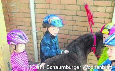 Striegeln, streicheln und reiten