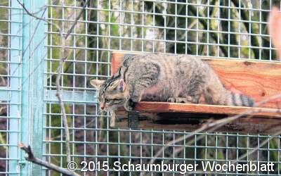Junge Wildkatzen erobern ihr neues Gehege
