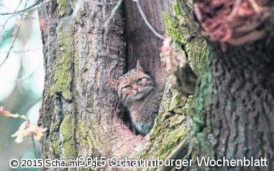 Wildkatzenanlage im Wisentgehege offiziell eröffnet