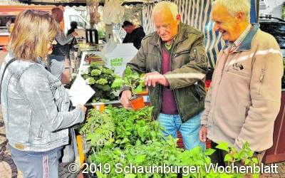 Kirgisische Tomatenpflanze oder lieber die 