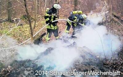 Baum brennt im Wald