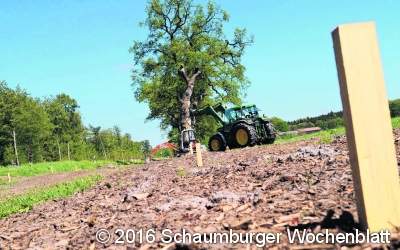 Weitere Eichen an der Fürstenalle