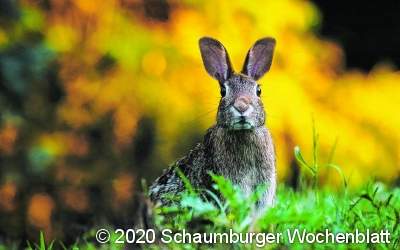 Chinaseuche bei wilden Kaninchen nachgewiesen