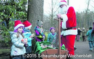 Adventsstimmung im Wald genießen
