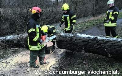 Baum fällt auf den Karl-Parisius-Weg