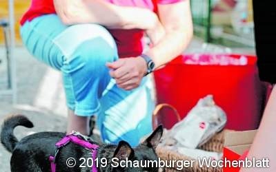Im Nu sind 400 Lose für tierisch guten Zweck weg