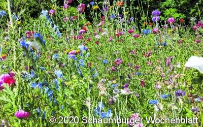 Samen von Wildblumen und anderen Pflanzen werden kostenlos bereitgestellt