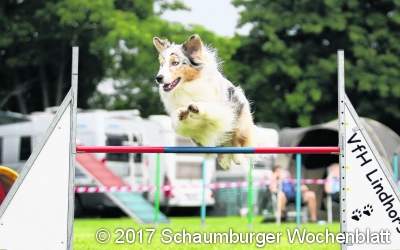 Neuer Agility-Anfängerkurs