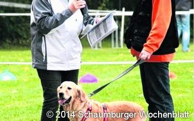 Viel los beim Hundesport