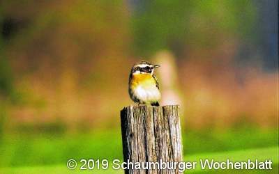 Frühling in der Bückeburger Niederung
