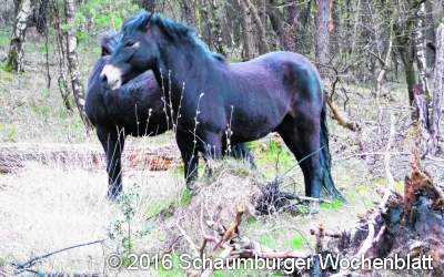 Landschaftspfleger auf vier Beinen