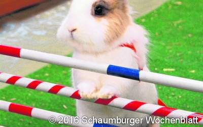 Kaninchenschau mit Kanin-Hop Turnier
