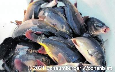 Fischwilderei und Frevel 
an der Natur