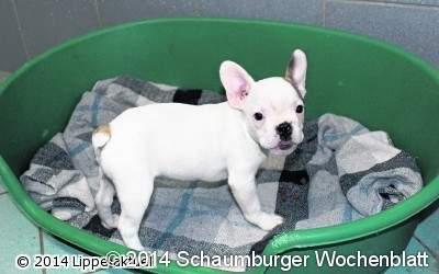 llegaler Handel mit Hundewelpen