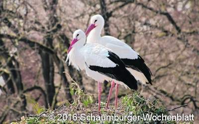 Storchen-Bestand in der Region Hannover konstant hoch