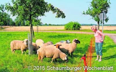 Wollige Helfer tierisch fleißig im Einsatz