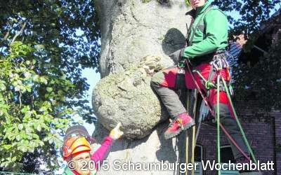 Standfestigkeit durch Pilzbefall gefährdet