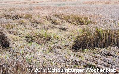 Das Erntewetter ist noch nicht in Sicht