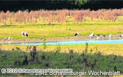 Vogelzug ist im vollen Gange