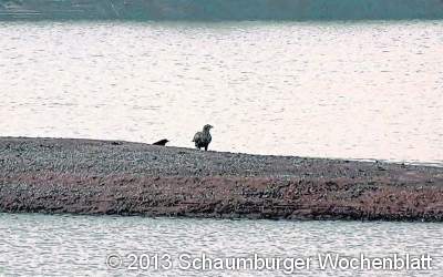 Sensation in der Auenlandschaft: Der Seeadler ist wieder gelandet