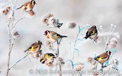NABU sucht fleißige Vogelzähler