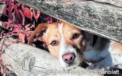 Schaumburgs schönste Hunde: Die Wahl ist gefallen