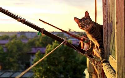 Netze und Plüsch: So wird die Wohnung endlich katzensicher