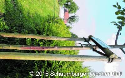 War der Baumfrevel nur ein dummer Jungen-Streich?