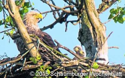 Das wohl erfolgreichstes Adler-Jahr
