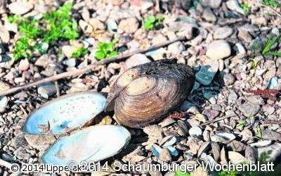 Muscheln und Schnecken