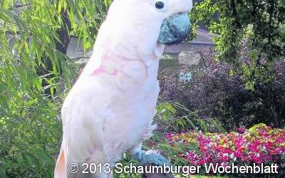 Vogelschau in der Liethhalle