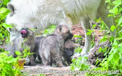 Fünf Wolfswelpen wurden im
Wisentgehege aktuell geboren