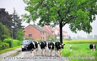 Auge in Auge mit dem Rind