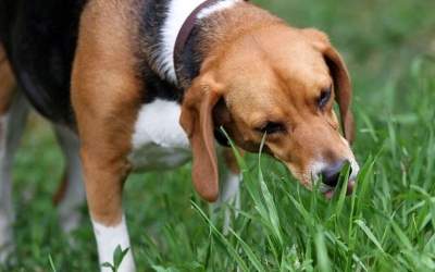 Eigenen Schwanz jagen und Gras fressen: merkwürdiges Hundeverhalten