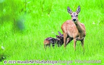 Rücksicht nehmen auf die heimischen Wildtiere